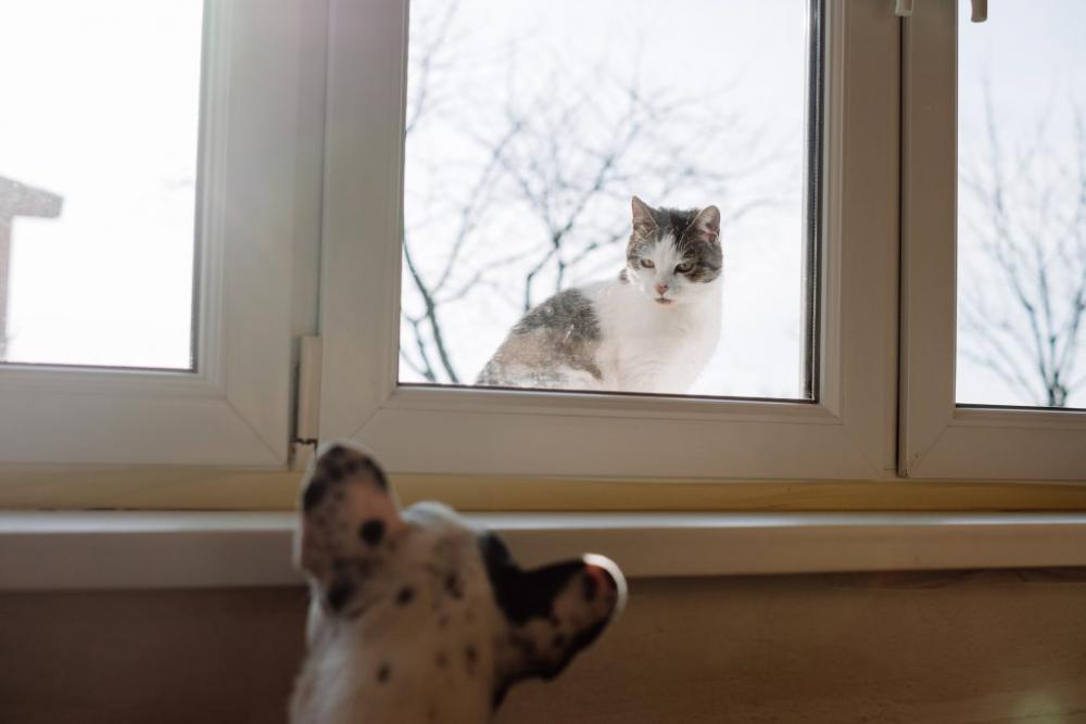 Cat and dog stare off Cat and dog stare off