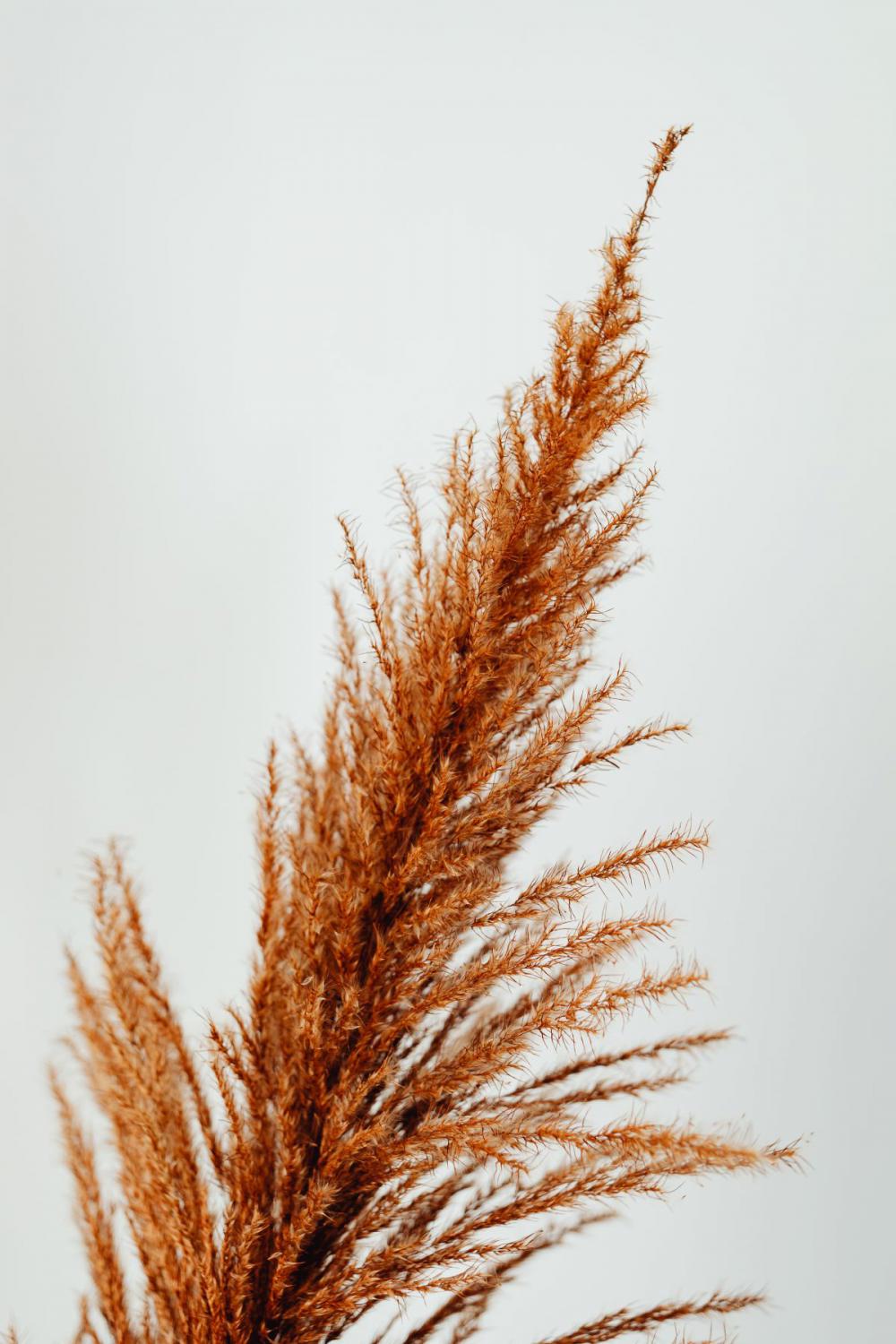 Dried flowers - still life - backgrounds Dried flowers - still life - backgrounds