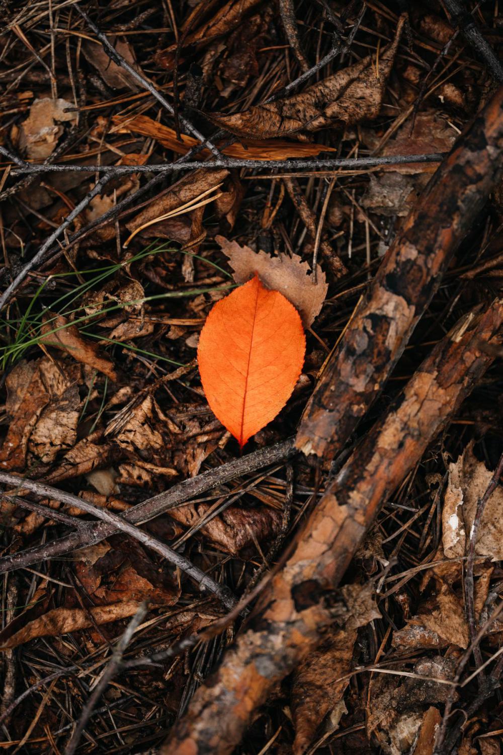 Autumn backgrounds and wallpapers Autumn backgrounds and wallpapers