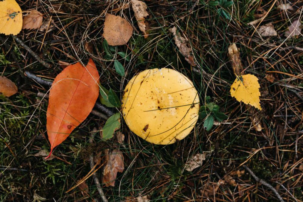 Autumn backgrounds and wallpapers Autumn backgrounds and wallpapers