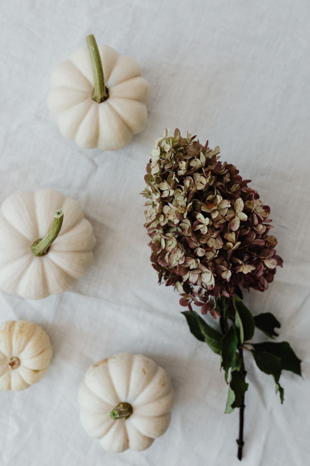 Pumpkins - autumn leaves - books Pumpkins - autumn leaves - books