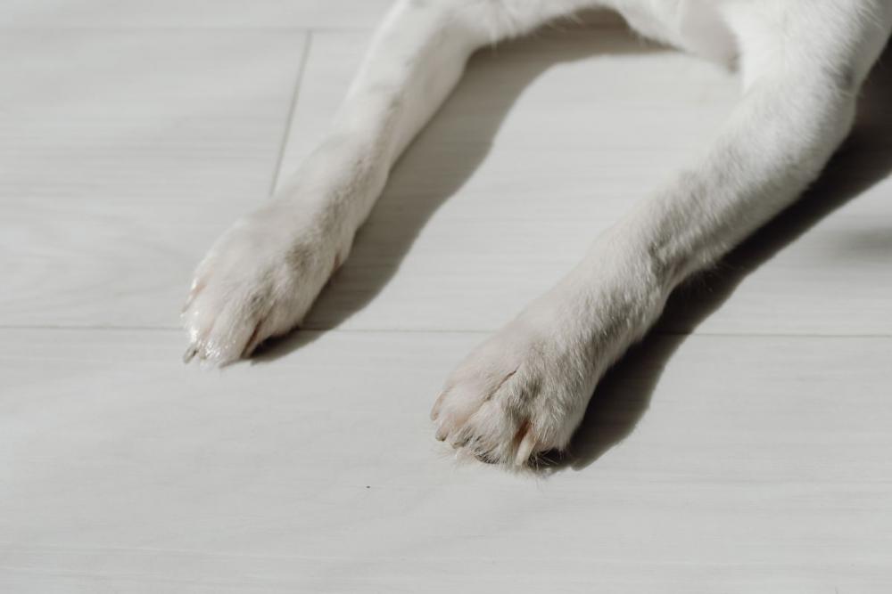 Cute black and white dog Cute black and white dog
