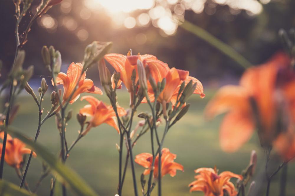 Orange Flowers Nature No Cost Free Stock Image Orange Flowers Nature No Cost Free Stock Image