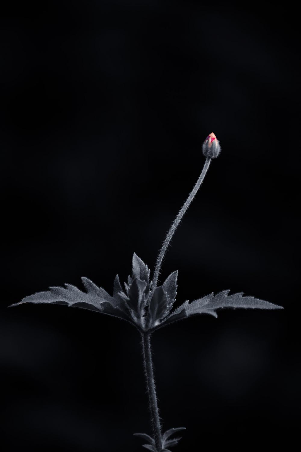 Grey Flower Stem With A Soft Pink Flower Bud Photo Grey Flower Stem With A Soft Pink Flower Bud Photo