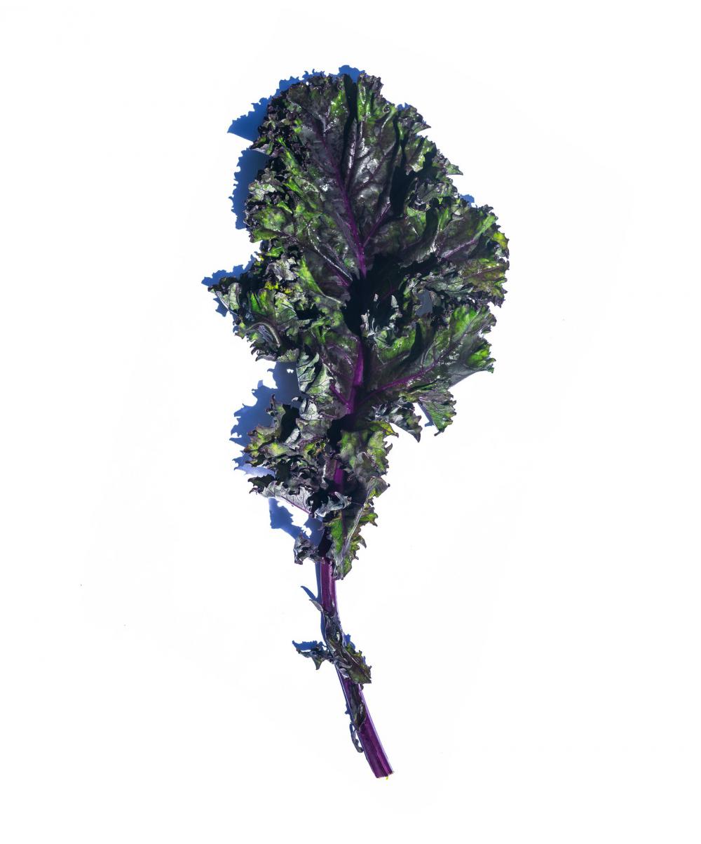 Green And Purple Kale Leaf Curled On White Surface Photo Green And Purple Kale Leaf Curled On White Surface Photo