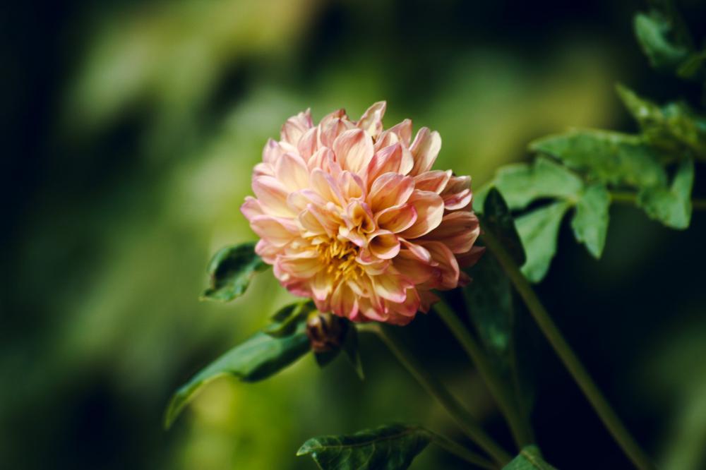 Soft Yellow And Pink Dahlia In A Green Garden Photo Soft Yellow And Pink Dahlia In A Green Garden Photo
