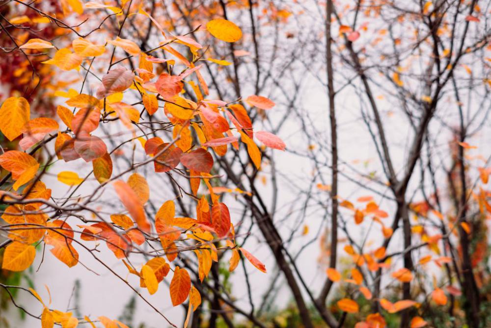 Autumn beech leaves 5 Autumn beech leaves 5