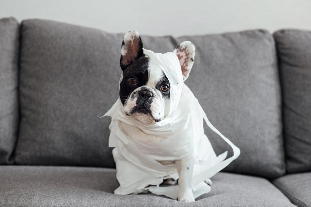 French Bulldog dressed as a mummy 2 French Bulldog dressed as a mummy 2