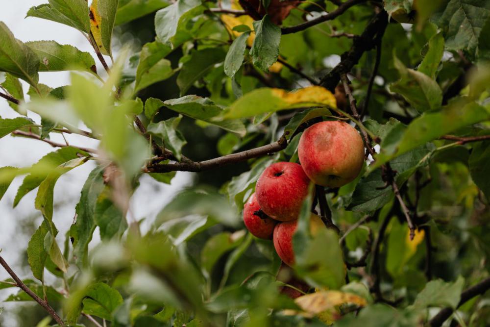 Autumn backgrounds and wallpapers Autumn backgrounds and wallpapers