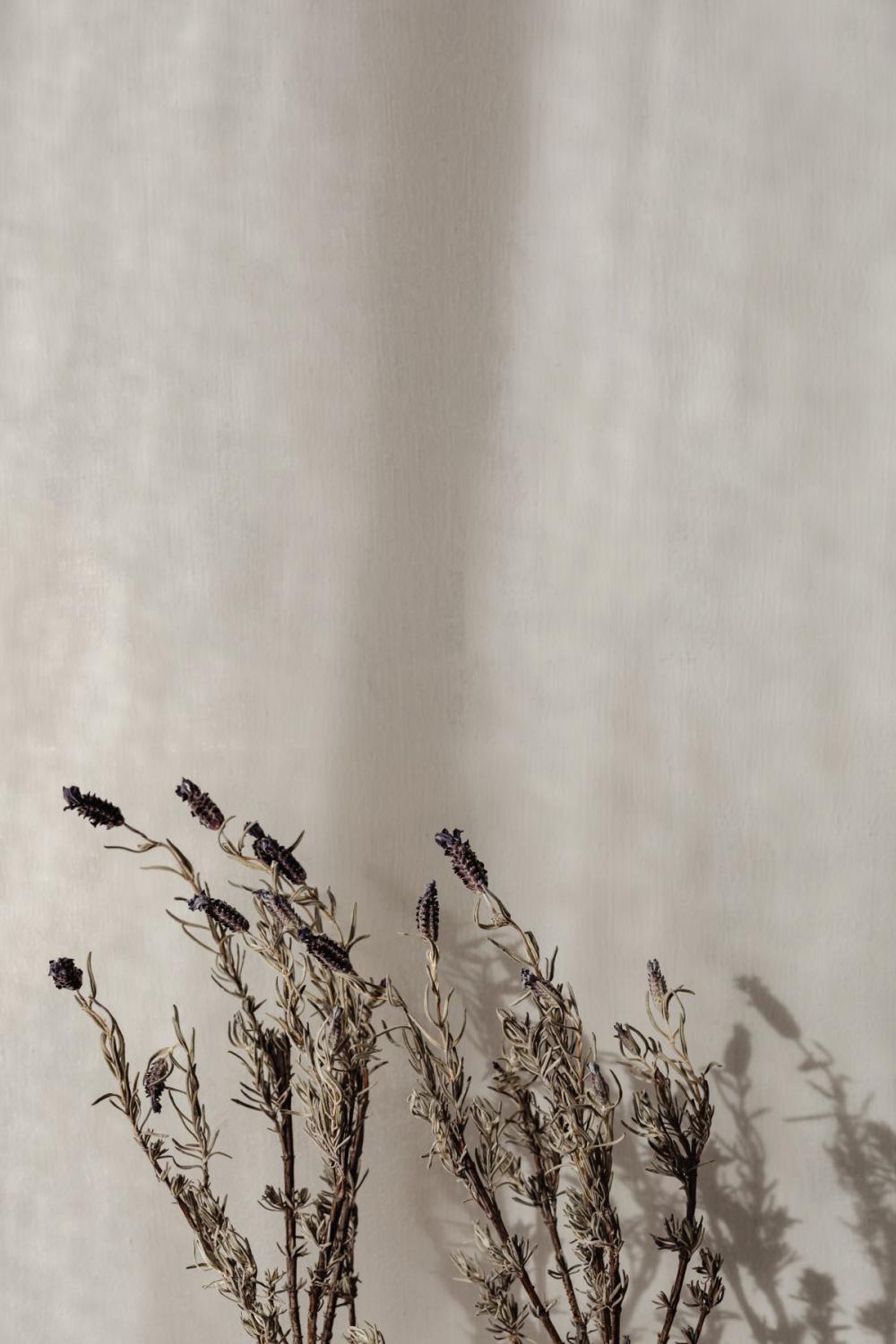 Minimalist Still Life - Neutral Aesthetic Backgrounds Minimalist Still Life - Neutral Aesthetic Backgrounds