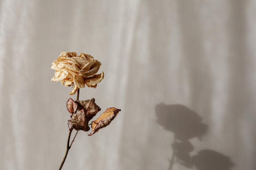 Minimalist Still Life - Neutral Aesthetic Backgrounds Minimalist Still Life - Neutral Aesthetic Backgrounds