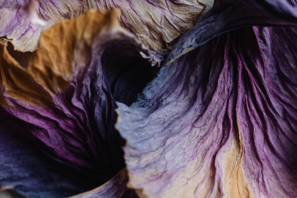 Dried purple cabbage leaves - background - wallpaper Dried purple cabbage leaves - background - wallpaper