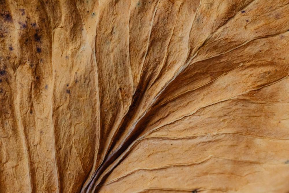 Dried purple cabbage leaves - background - wallpaper Dried purple cabbage leaves - background - wallpaper