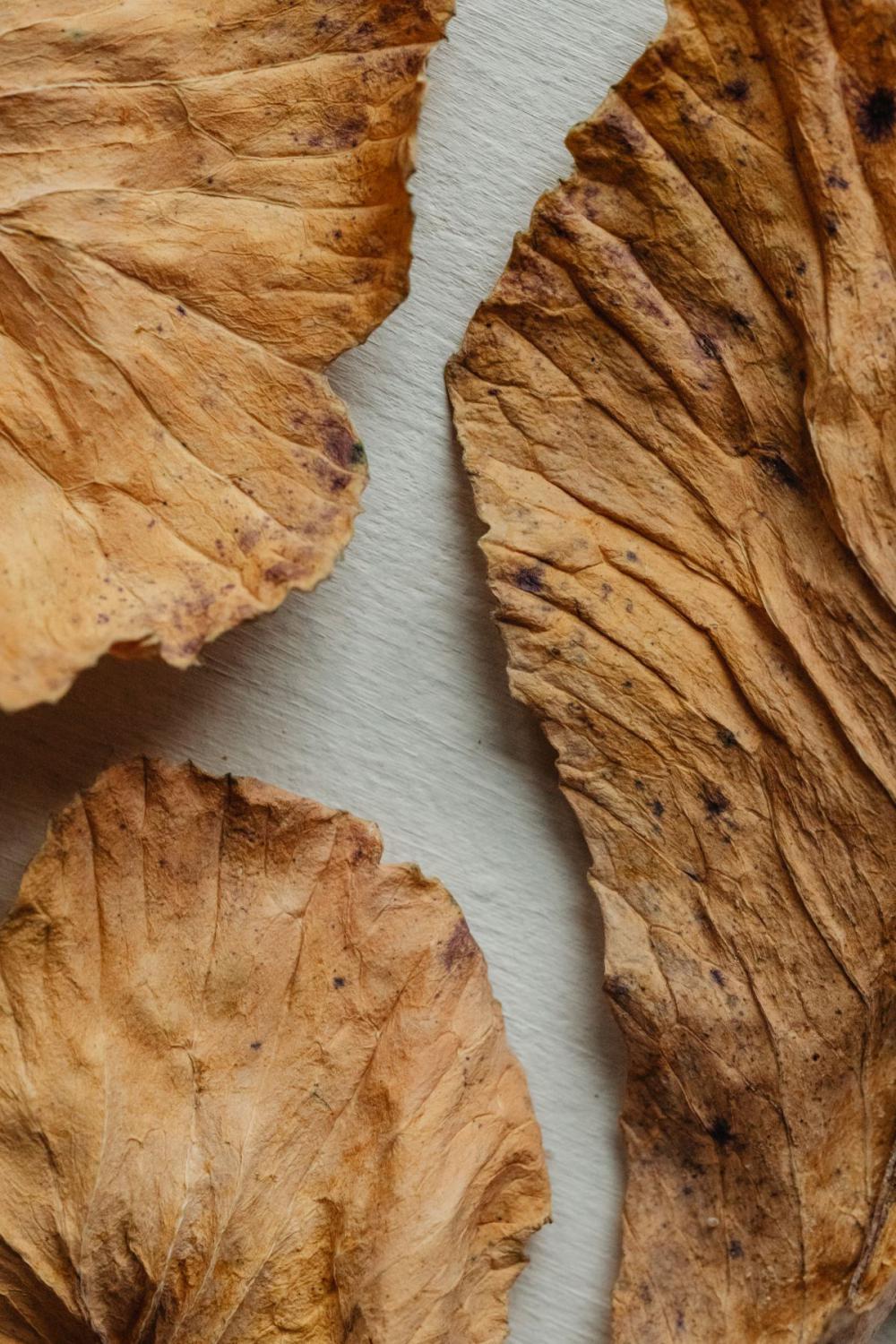 Dried purple cabbage leaves - background - wallpaper Dried purple cabbage leaves - background - wallpaper