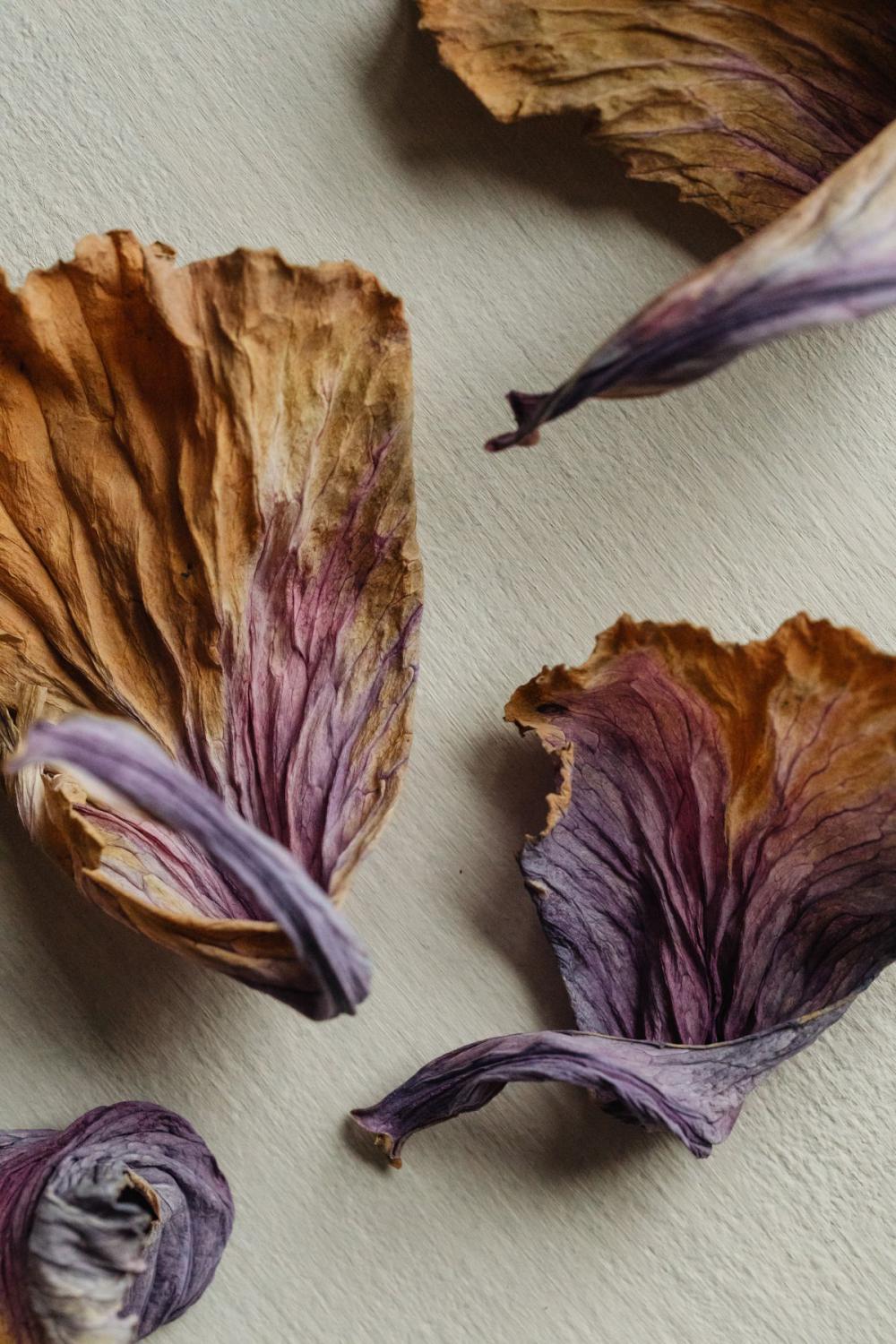 Dried purple cabbage leaves - background - wallpaper Dried purple cabbage leaves - background - wallpaper