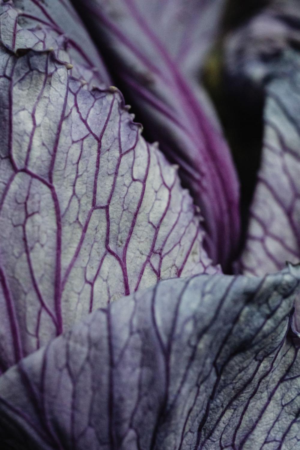 Dried purple cabbage leaves - background - wallpaper Dried purple cabbage leaves - background - wallpaper