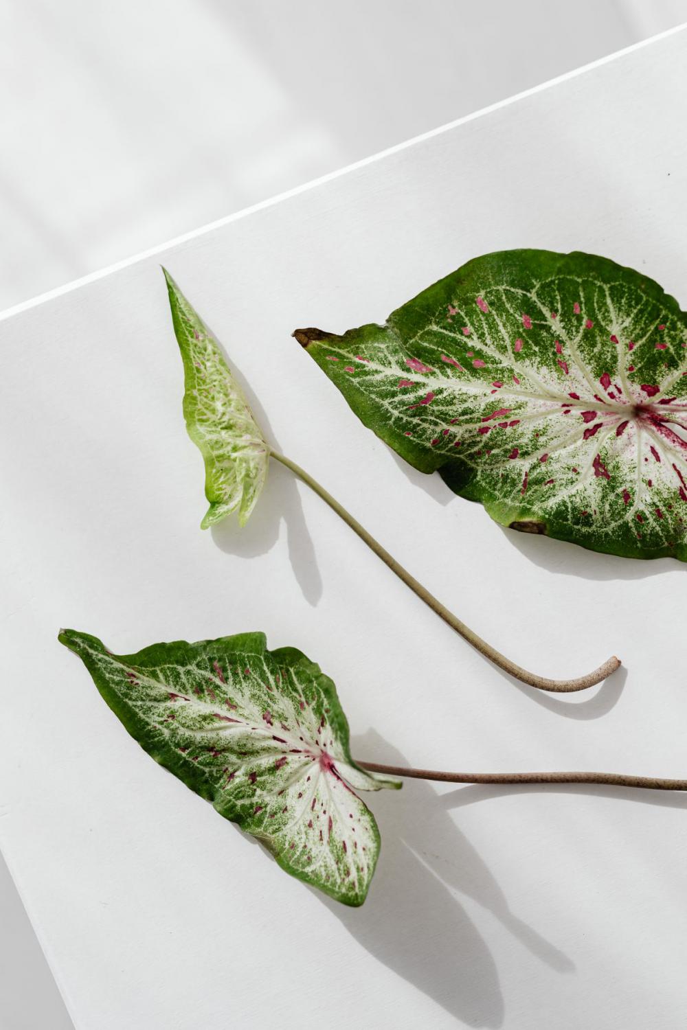 Caladium leaf in a vase Caladium leaf in a vase