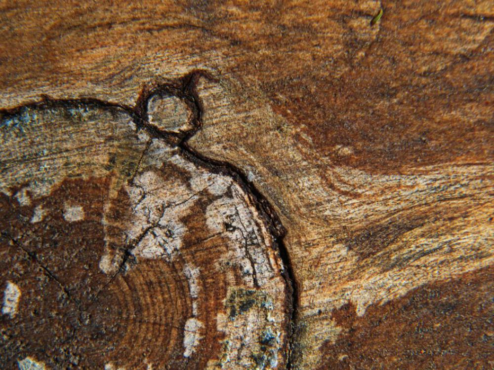 Timber Wood Texture No Cost Stock Image Timber Wood Texture No Cost Stock Image