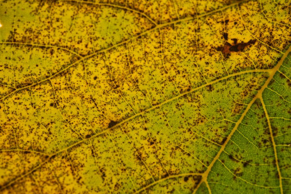 Macro Autumn Leaf No Cost Stock Image Macro Autumn Leaf No Cost Stock Image