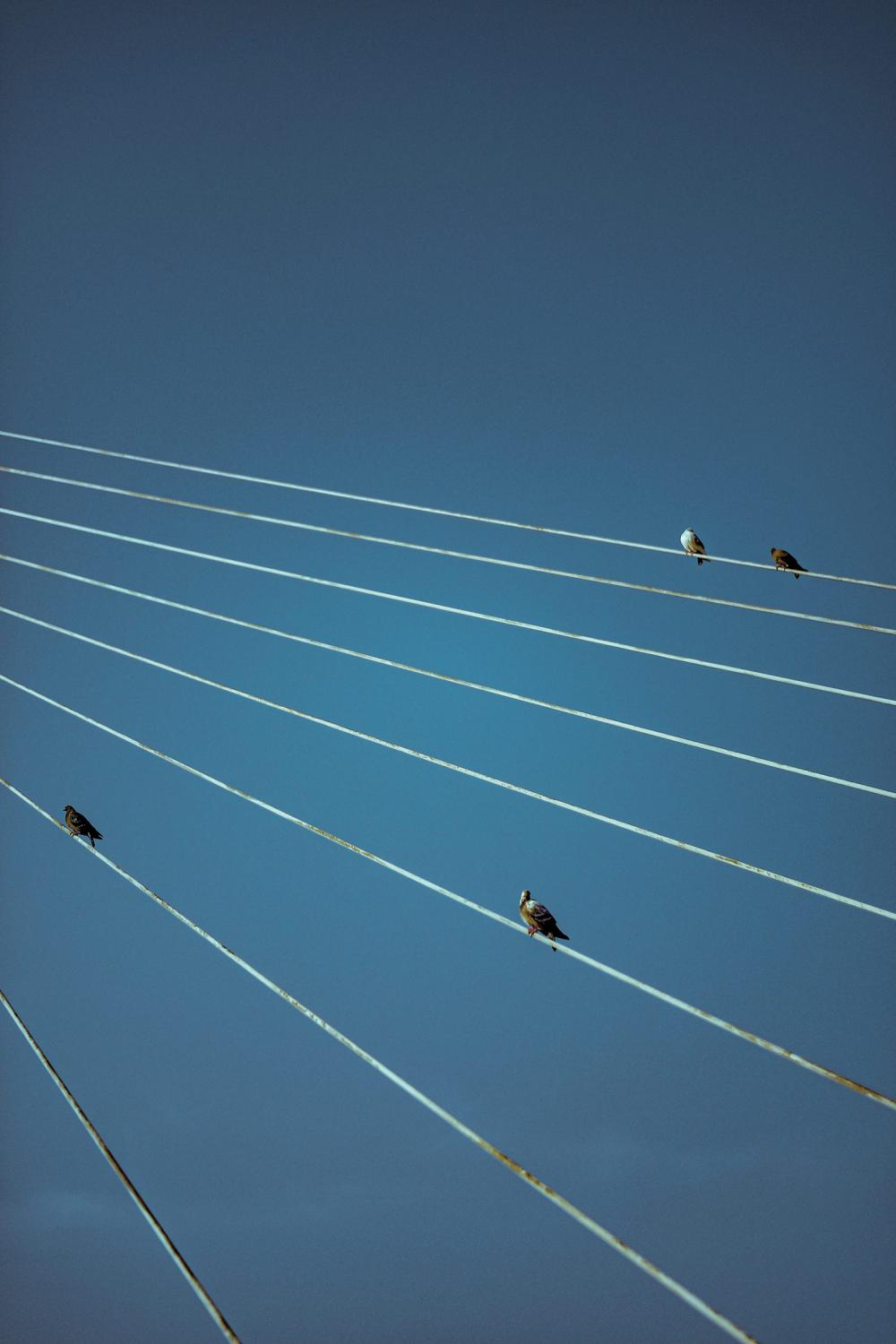Birds and Wires Birds and Wires