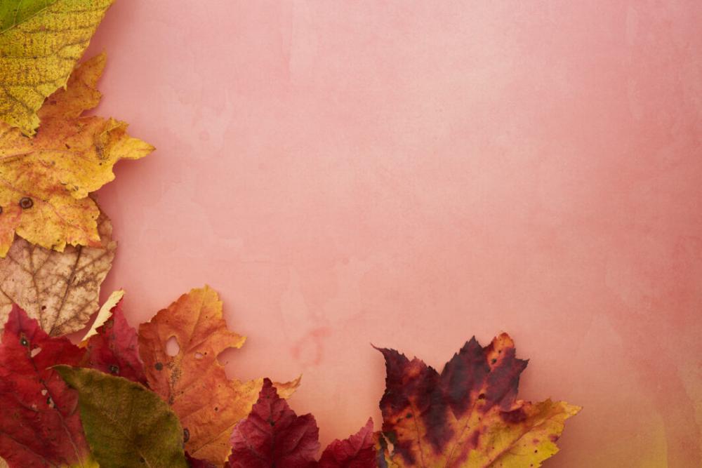 Thanksgiving Background Leaves No Cost Stock Image Thanksgiving Background Leaves No Cost Stock Image