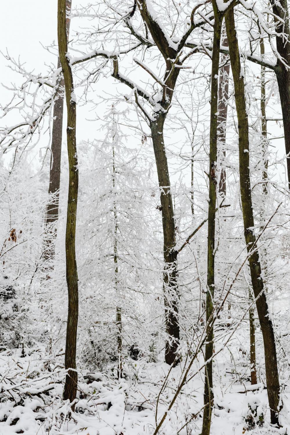 Winter in the forest - frosted trees Winter in the forest - frosted trees