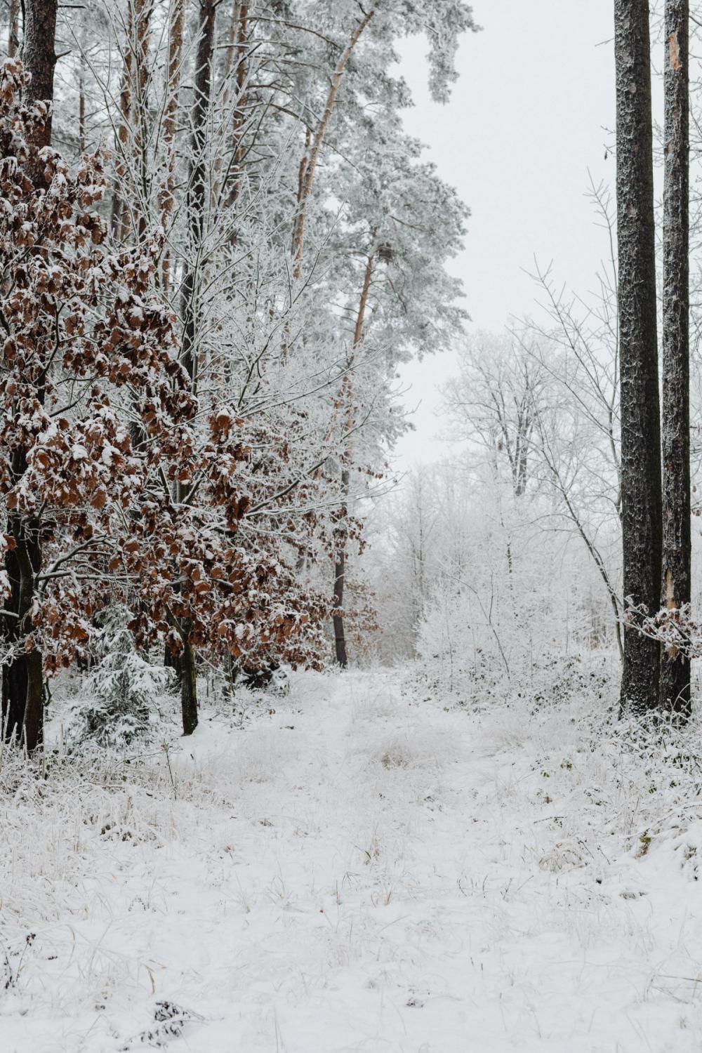 Winter in the forest - frosted trees Winter in the forest - frosted trees