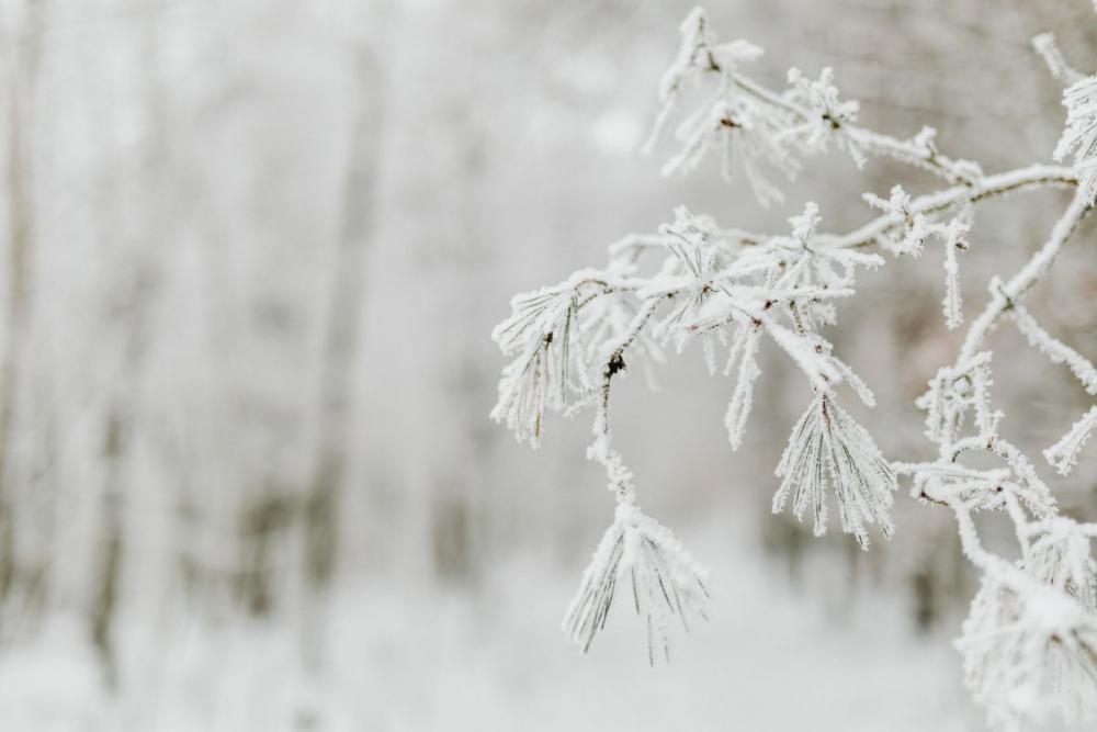 Winter in the forest - frosted trees Winter in the forest - frosted trees