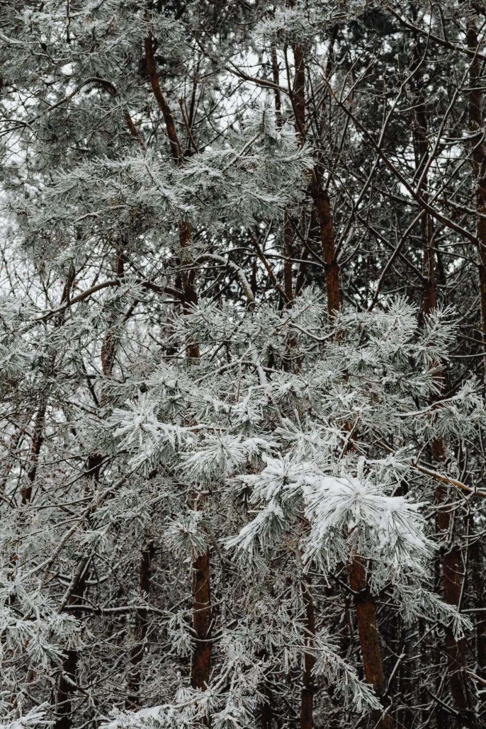 Winter in the forest - frosted trees Winter in the forest - frosted trees