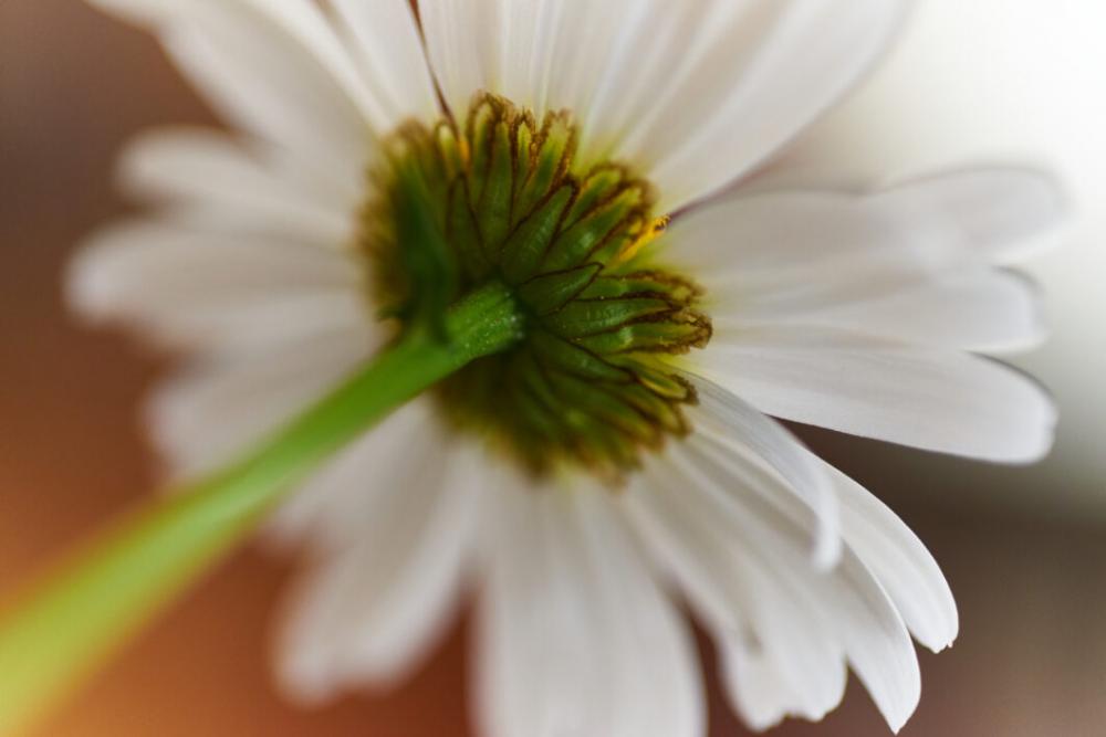 Flower Blossom Bloom No Cost Stock Image Flower Blossom Bloom No Cost Stock Image
