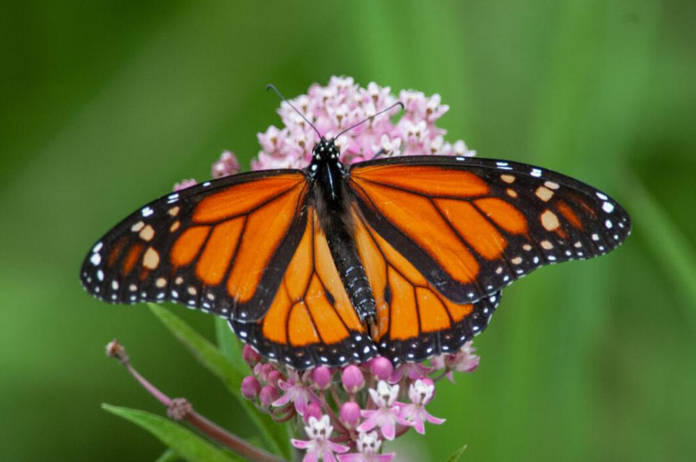 Butterfly Close Up No Cost Stock Image Butterfly Close Up No Cost Stock Image