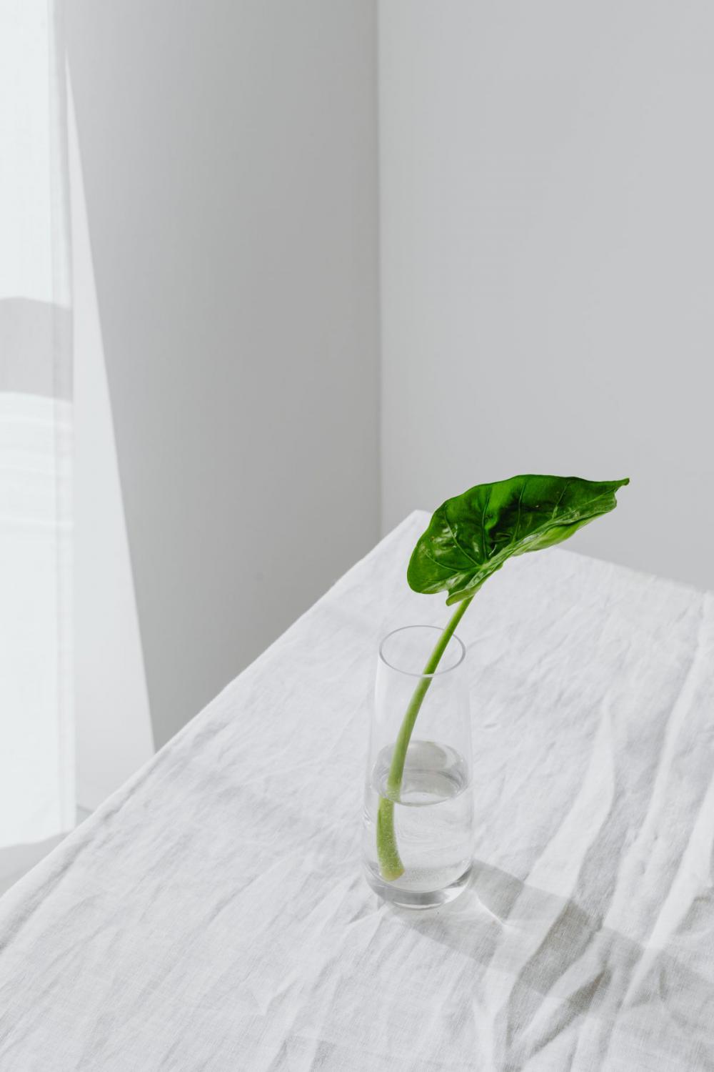 Alocasia Macrorrhiza - plant seedling - giant taro - ape - giant alocasia - biga - pia Alocasia Macrorrhiza - plant seedling - giant taro - ape - giant alocasia - biga - pia