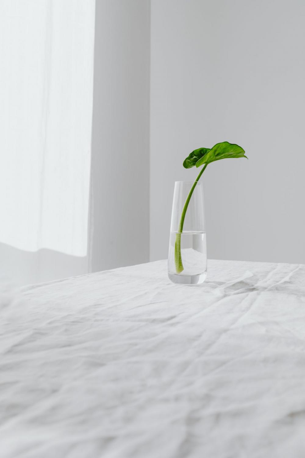 Alocasia Macrorrhiza - plant seedling - giant taro - ape - giant alocasia - biga - pia Alocasia Macrorrhiza - plant seedling - giant taro - ape - giant alocasia - biga - pia