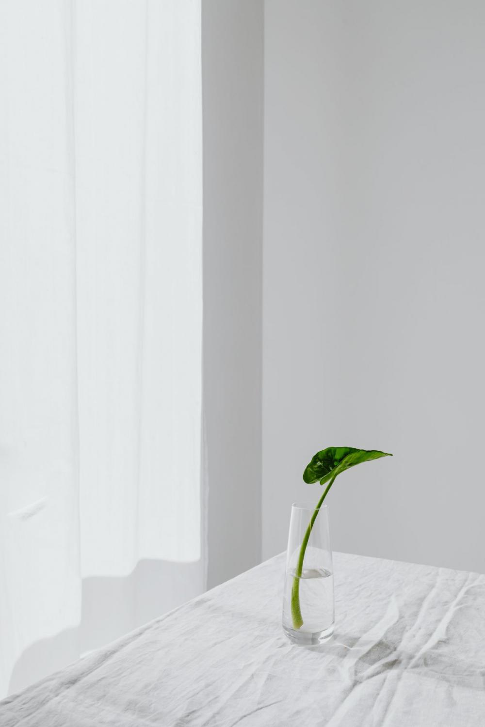Alocasia Macrorrhiza - plant seedling - giant taro - ape - giant alocasia - biga - pia Alocasia Macrorrhiza - plant seedling - giant taro - ape - giant alocasia - biga - pia