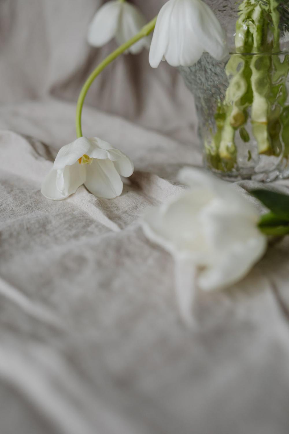 White tulips and linen fabric background White tulips and linen fabric background