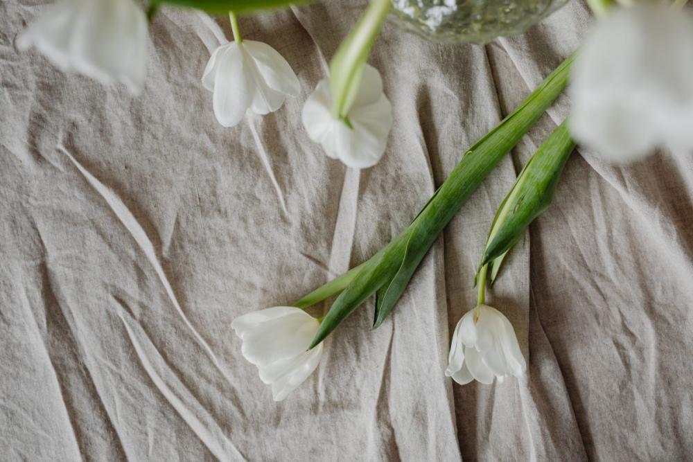 White tulips and linen fabric background White tulips and linen fabric background