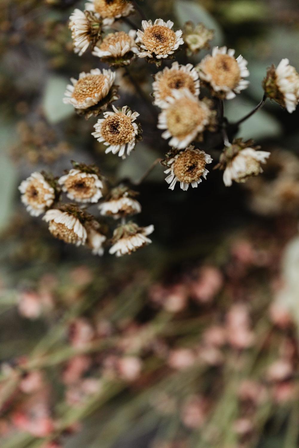 Various backgrounds and wallpapers - close-ups - macro photography Various backgrounds and wallpapers - close-ups - macro photography