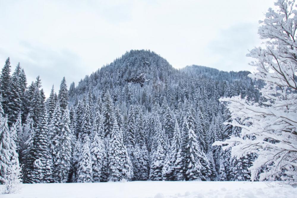 Winter Forest Snow No Cost Stock Image Winter Forest Snow No Cost Stock Image
