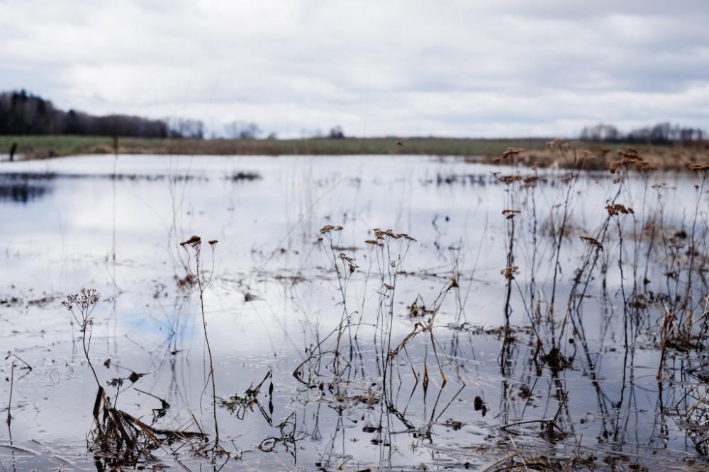Overflooded pond on a cloudy afternoon Overflooded pond on a cloudy afternoon