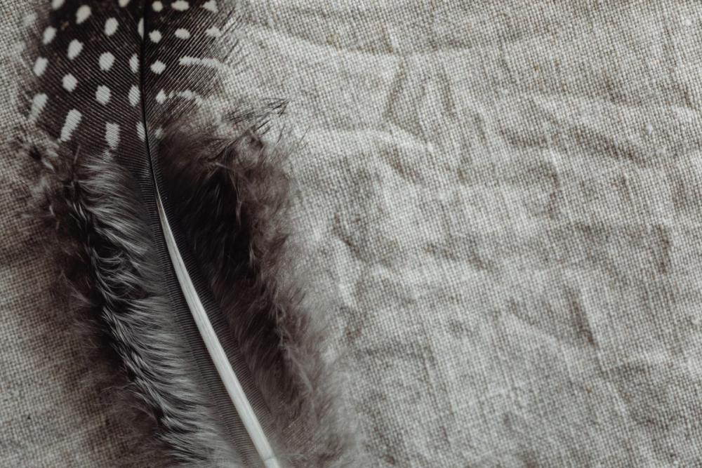 Backgrounds with quail feathers Backgrounds with quail feathers