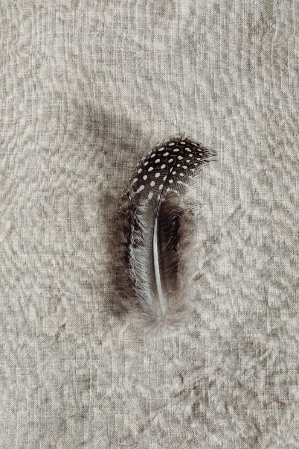 Backgrounds with quail feathers Backgrounds with quail feathers