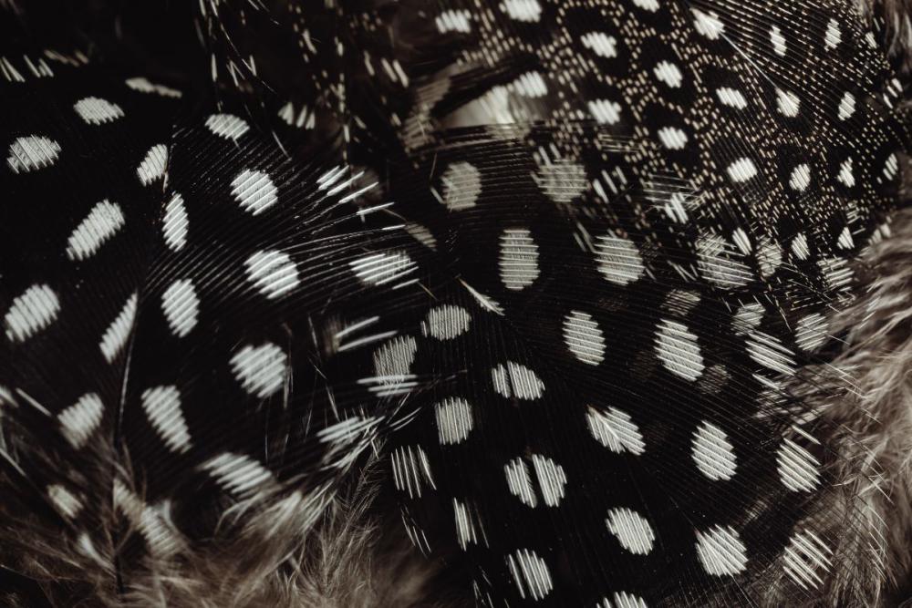 Backgrounds with quail feathers Backgrounds with quail feathers