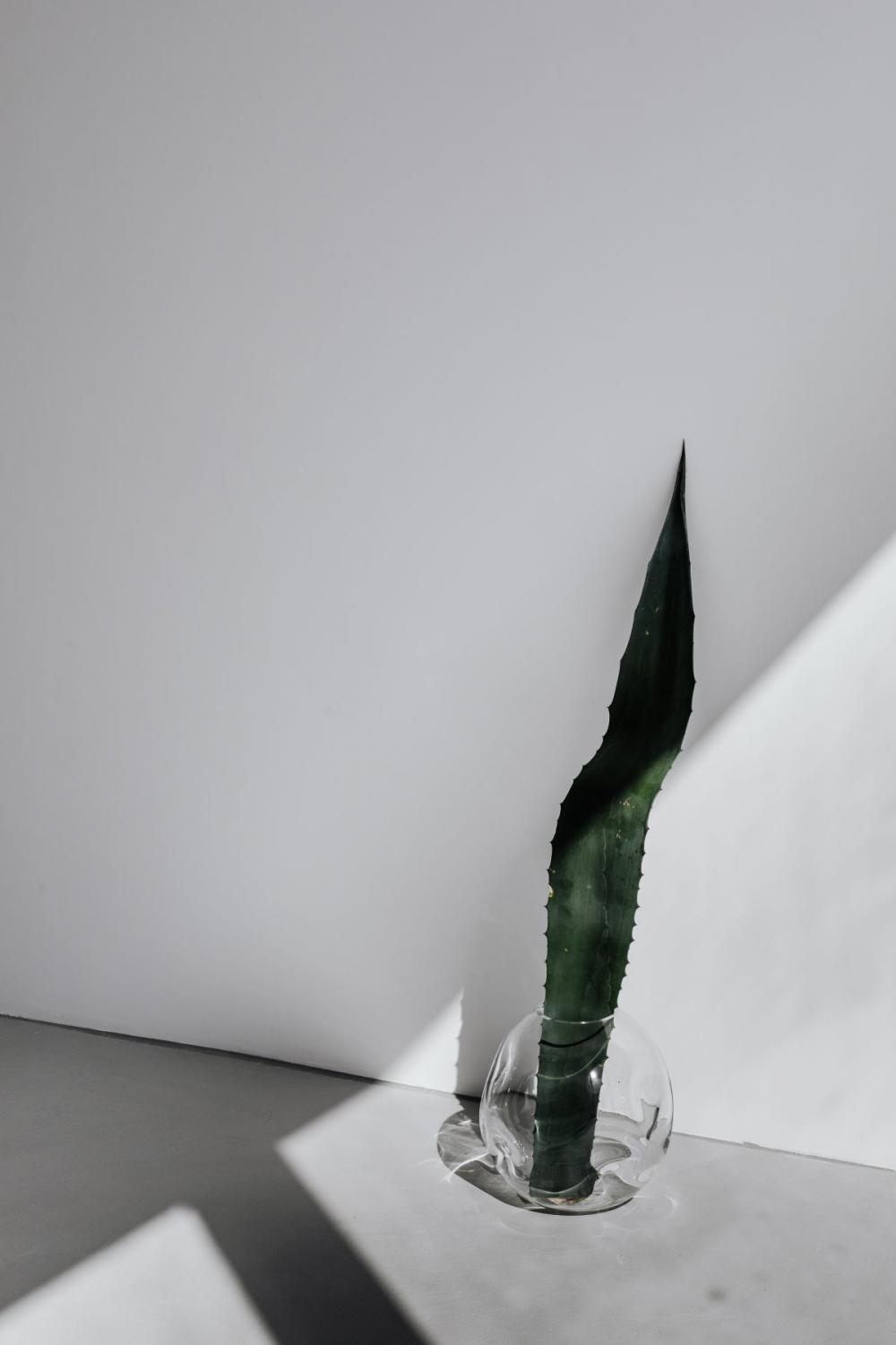 Agave leaf - minimalist interior Agave leaf - minimalist interior