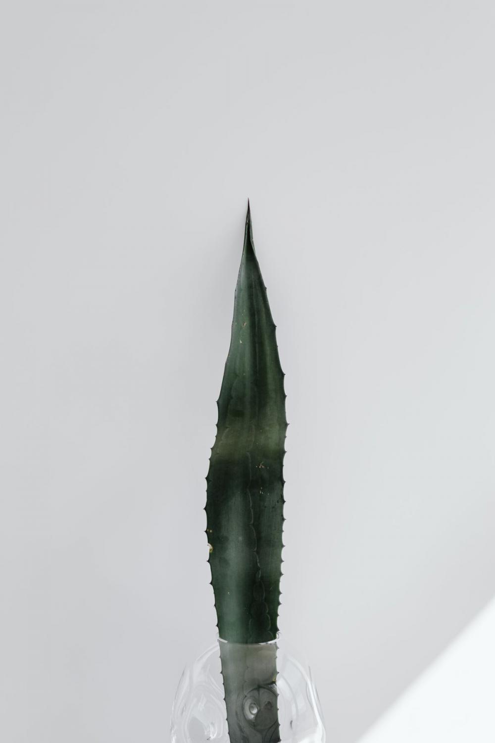 Agave leaf - minimalist interior Agave leaf - minimalist interior