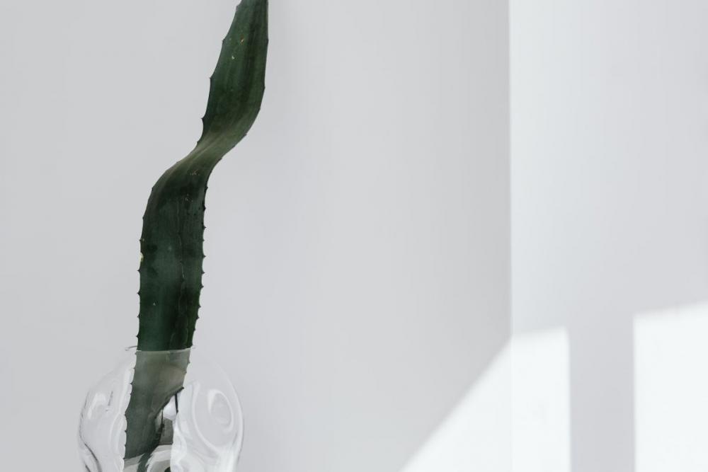 Agave leaf - minimalist interior Agave leaf - minimalist interior