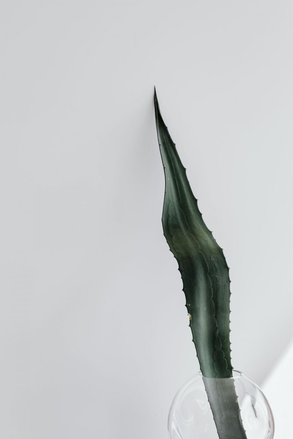 Agave leaf - minimalist interior Agave leaf - minimalist interior