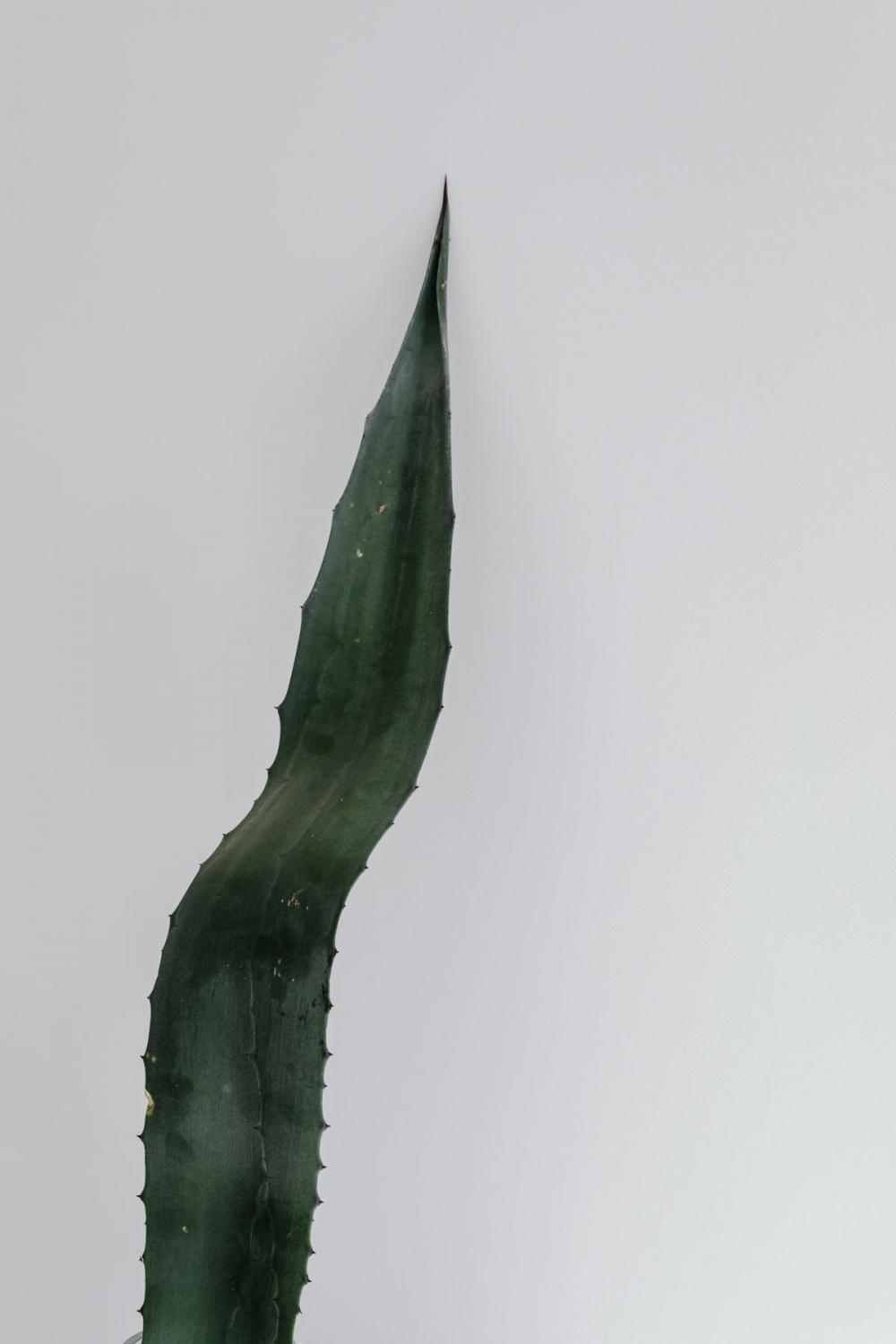 Agave leaf - minimalist interior Agave leaf - minimalist interior