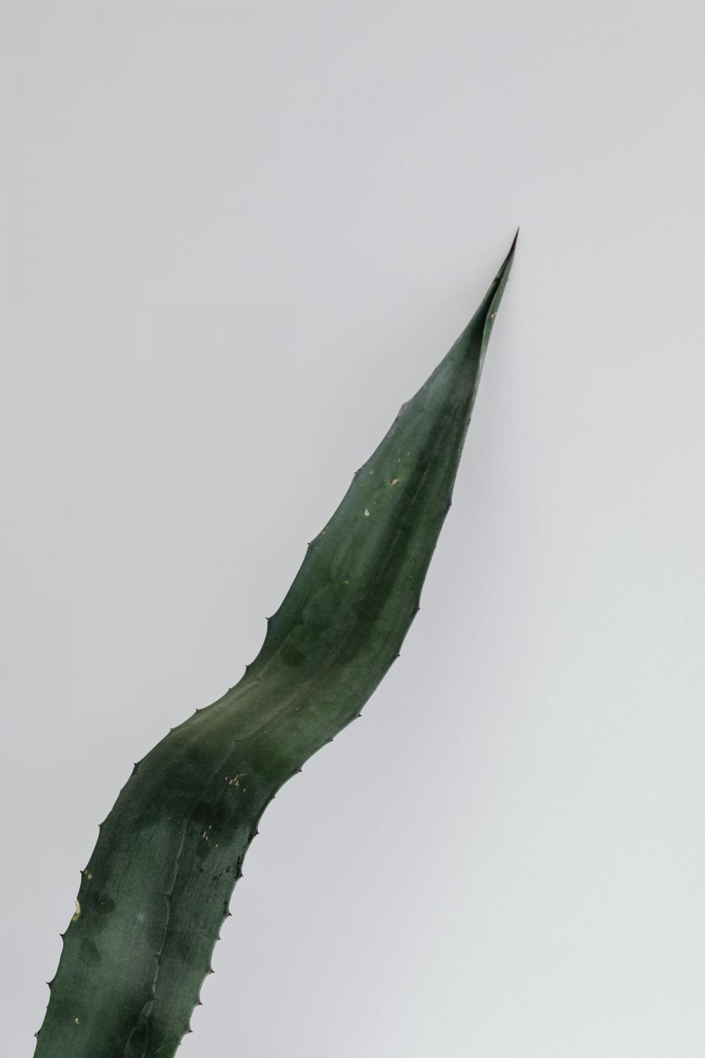 Agave leaf - minimalist interior Agave leaf - minimalist interior