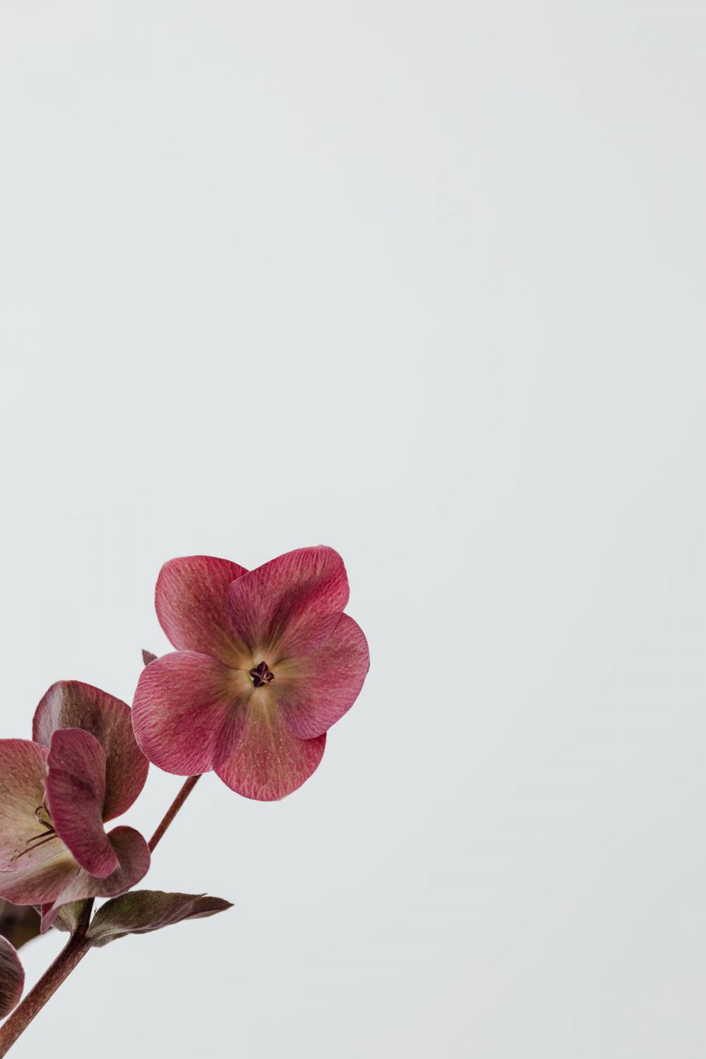 Concept photos - flowers - vase - minimalist interior Concept photos - flowers - vase - minimalist interior
