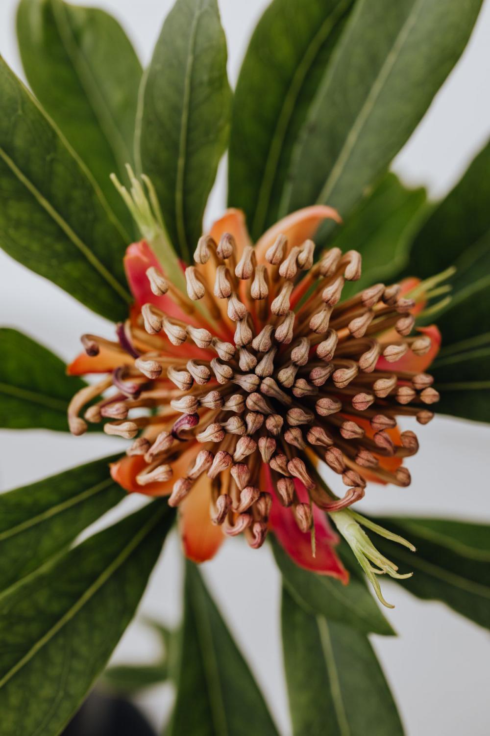 Concept photos - flowers - vase - minimalist interior Concept photos - flowers - vase - minimalist interior